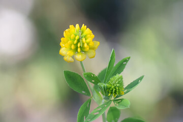 Large Hop Trefoil, also known as Golden clover or Large hop clover, wild flower from Finland