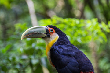 Toucan in Brazilian Jungle, Brazil.