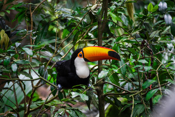 Toucan in Brazilian Jungle, Brazil.