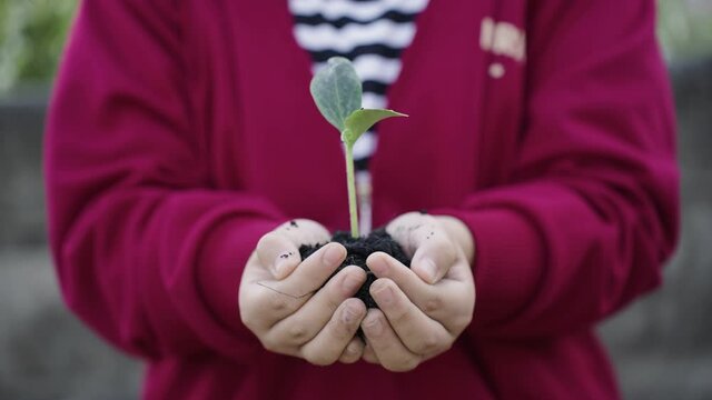 UHD 4k b roll of Hands holding a pumpkin tree sapling for planting. Concept of new growth and sustainable agriculture. environmental health, Global warming reduce