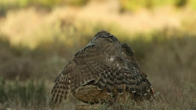 Adult female Northern goshawk protecting her food in the last light of day in a pine and oak forest