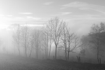 Fototapeta na wymiar Sauerland scenery with bare tree silhouettes and cattle fence on a foggy winters evening. Wafts of mist above meadow . Mystic atmosphere in rural landscape in Germany, black and white greyscale.