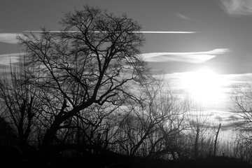 Sauerland sunset panorama and bare tree silhouette on a foggy winters evening. Cloudy sky, wafts of mist in Lenne valley Germany. Mystic atmosphere in rural landscape, black and white greyscale.