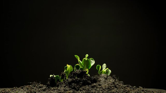 Footage B roll timelapse Growing plants. Pumpkin tree newborn plants. Time lapse organic pumpkin tree plants growing up through fertile. Success new life like investment concept.