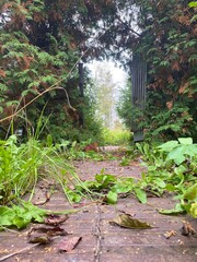 path in the forest