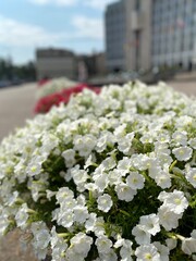 flowers in the garden