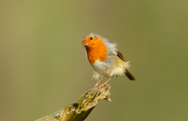 Close up of a Robin Redbreast, Scientific name: Erithacus rubecula.  Perched on a branch with quizzical and comical face. Clean background.  Copy Space. Horizontal.