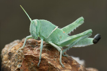 Green  grasshopper pooping, Satara, Maharashtra, India