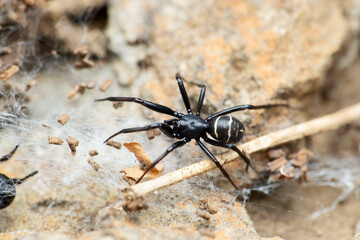 Indian ground spider closeup, Anagraphis species, Gnaphosidae, Satara, Maharashtra, India