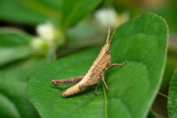 Grey leaf grasshopper on leaf, Satara, Maharashtra, India