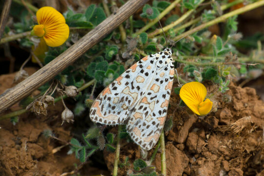Spotted Leopard moth, Hypercompe species, Satara, Maharashtra, India