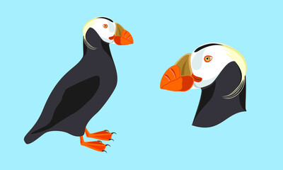 Puffin. Illustration of bird. Vector design element.