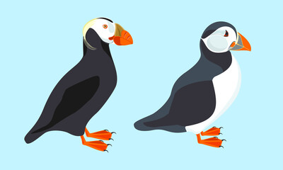 Puffin. Illustration of bird. Vector design element.