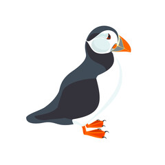 Puffin. Illustration of bird. Vector design element.
