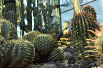 温室のサボテンたち