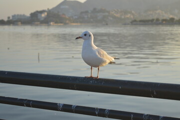 seagull on the pier