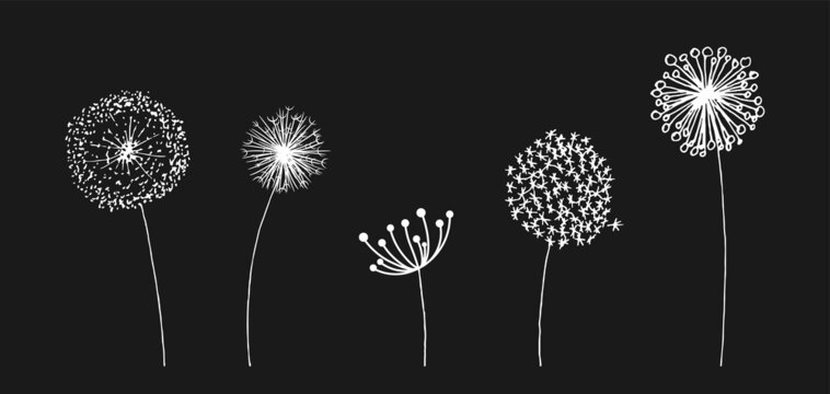 Hand drawn set of white dandelion in cute doodle style. Vector illustratin for fabric, print, pattern, card design or baby clothings, design element.