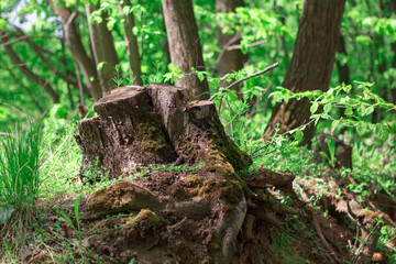 Tree stump with roots . Spring forest nature
