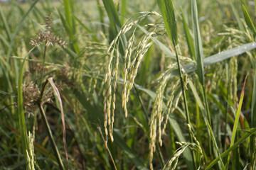  ear of rice  in the wind