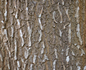 bark of a tree texture