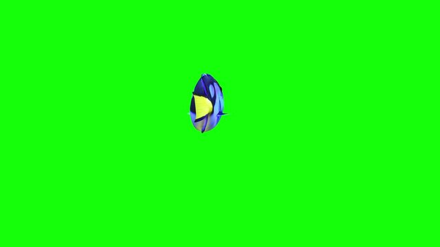 Blue Tang Fish Green screen Video, FISH Animation, Fish Swim green Screen Video, 3D Animation, Underwater, Single and Group, Near camera, aquatic animals, 4K Footage	
