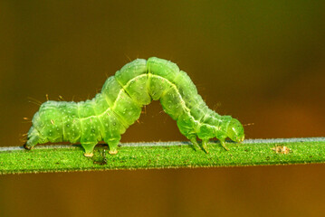 Insects inhabiting wild plants