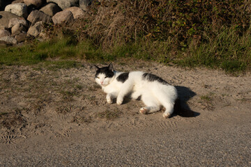 cat lies on the beach