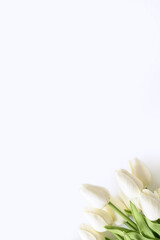 Fototapeta premium Tulips on white background. Valentines Day, Mothers day, Birthday, spring time. Celebration concept. Greeting card, template. Copy space, flat lay.
