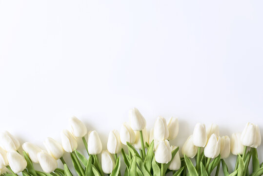 White tulips on white background. Valentines Day, Mothers day, Birthday, spring time. Celebration concept. Greeting card, template. Copy space, flat lay.