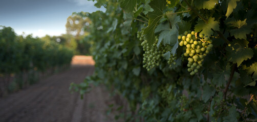 Bunch of grapes hanging in a vineyard