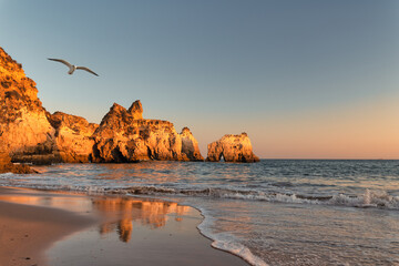 seagull flying over Alvor beach in Algarve, Portugal at sunset