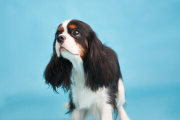 Portrait of a dog breed Cavalier King Charles Spaniel on a blue background