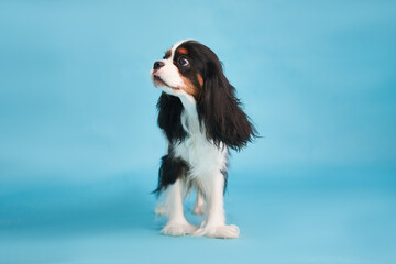 Portrait of a dog breed cavalier king charles spaniel close-up, color tricolor