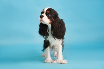 Portrait of a dog breed Cavalier King Charles Spaniel on a blue background