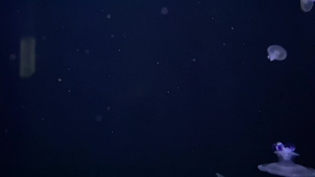 jellyfish on a black background with backlight abstraction and smooth movement in the wate