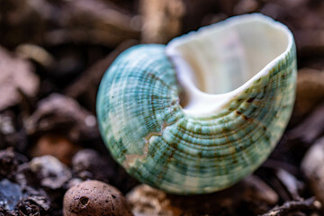 A seashell lies on the wet ground