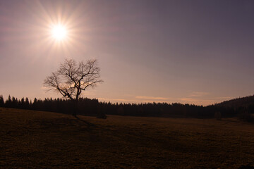 Fototapeta na wymiar Romantic sunrise. Rays of the sun rising over a lonely tree in a meadow