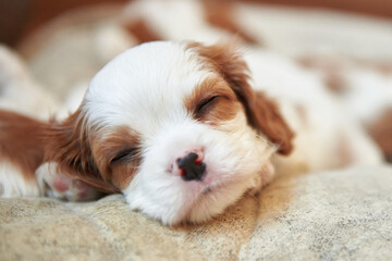 The muzzle of a sleeping puppy dog ​​breed Cavalier King Charles Spaniel close-up, tricolor...