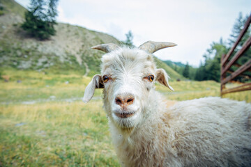 White goat looks into the camera, close-up. Farm for the production of goat's milk and cheese. Animal husbandry concept.