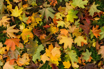 Autumn. Multicolored maple leaves lie on the grass.