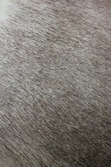 Deer hide