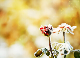 A bud of a red rose in frost crystals on a frosty morning. Very soft selective focus. A rose frozen in the snow.

