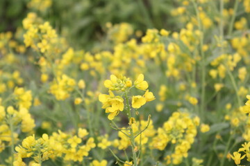 Mustard flowers blooming in the field
