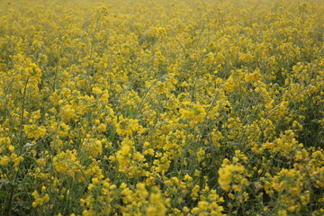 Landscape view of the mustard field with blooming mustard flowers