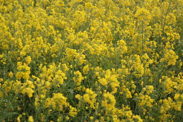 Mustard flowers blooming in the field