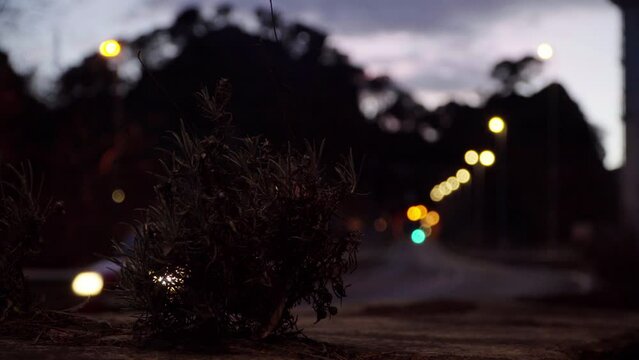 Driving at night, a small bush sits roadside as cars drive by and create beautiful bokeh lighting in the background.