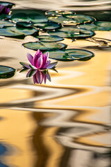 Pastel Water Lily Reflection 
 Bistrita,Romania,  2021 AUGUST