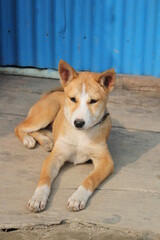 Puppy sitting upset on the roadside