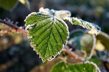 macro shot of frozen green leaves with snow