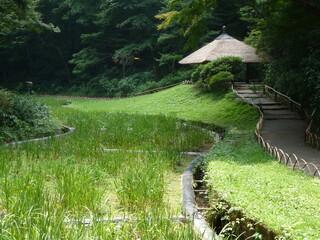 Pond, meadow, trail, hut and forest in quiet Yoyogi Park near Meiji Shrine (horizontal), Tokyo, Japan